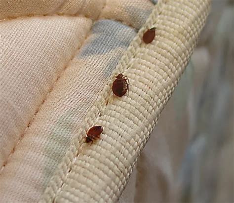 Bed Bugs Pest Control Service At Best Price In Thane Id 24117801573