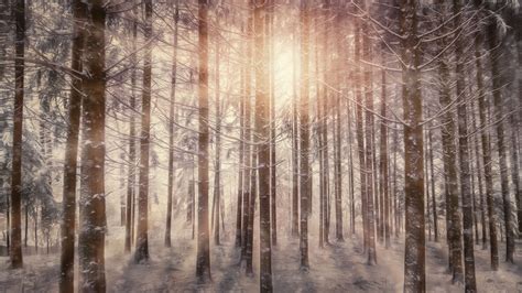 1920x1080 Sunbeams Snowy Trees Laptop Full Hd 1080p Hd 4k Wallpapers