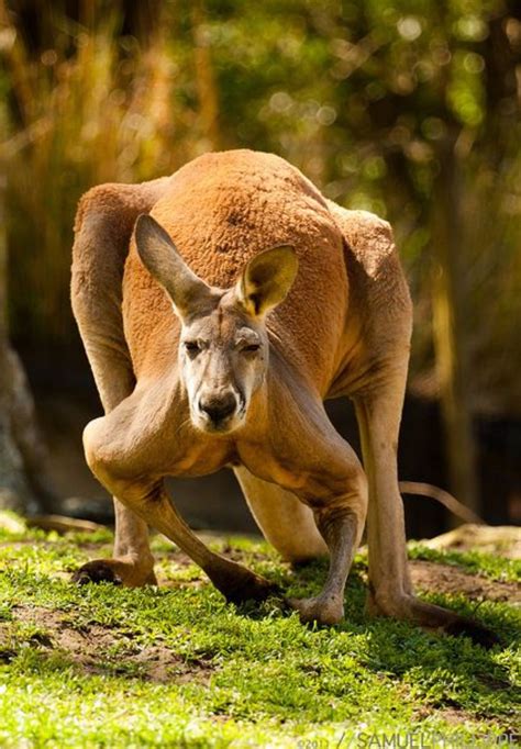 Male Boomer Red Kangaroo Animals Beautiful Australian Animals