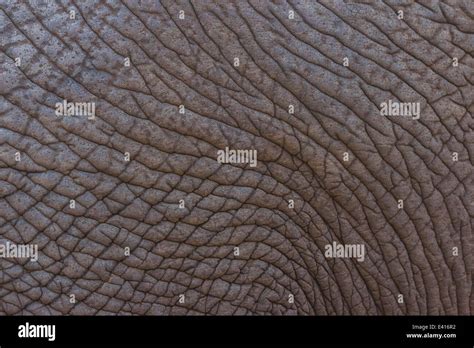 Detailed Elephant Skin Texture Stock Photo Alamy