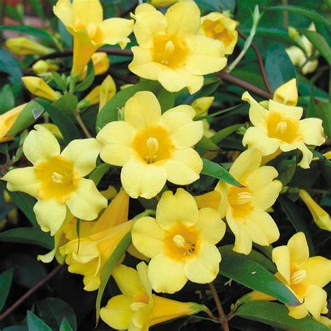 Yellow Confederate Jasmine Gelsemium Anyas Garden Natural Perfumes