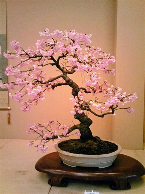 Cherry Blossom Bonsai Diy