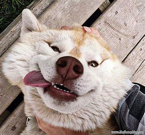 What animal do you look like? 32 LOL Pictures of Animals Making Funny Faces