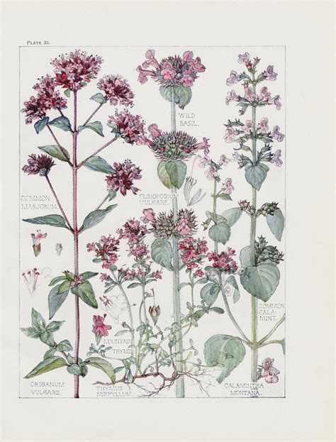 Wild Basil Marjorum Mint Thyme From H Isabel Adams Chromolithograph