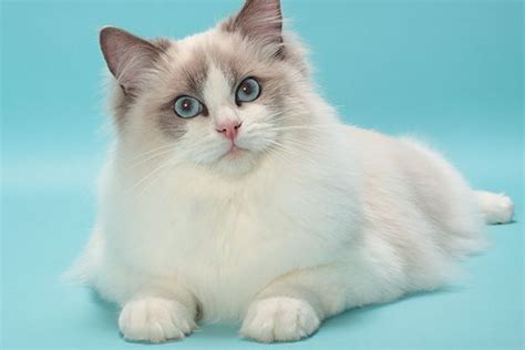 Why Are Ragdolls Known As Puppy Cats How Did They Get Their Name And