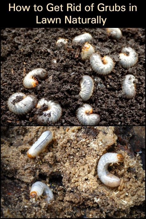 How To Get Rid Of Grubs In Lawn Naturally The Garden Grubs