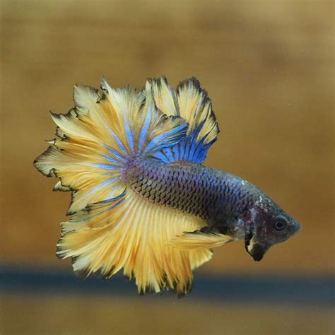 The Most Beautiful Live Male Blue Feathertail Betta Siamese Fighting Fish