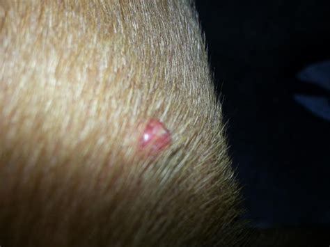 Strange Raised Red Spots On Dogs Legs