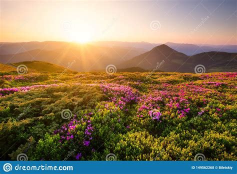 Mountains During Flowers Blossom And Sunrise Flowers On Mountain Hills
