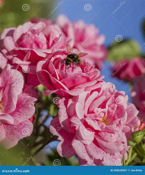 Bee And Summer Roses Stock Image Image Of Petal Nature 200628961