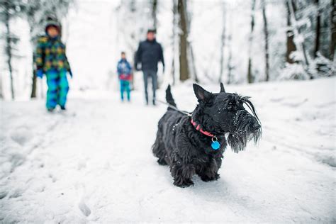 The 16 Best Cold Weather Dog Breeds For Winter Climates Daily Paws