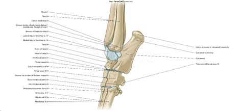 Dog Osteology Illustrations Tarsus Osteology Medical