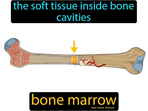 Bone Marrow Easy Science Flashcards Bones And Muscles Bone Marrow