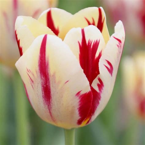 Tulip Triumph Grand Perfection 20 Bulbs Longfield Gardens