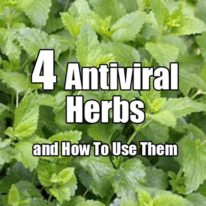 Nutritional medicine can help to reduce the ability of these hepatitis viruses. 4 Antiviral Herbs And How To Use Them - Herbs Info