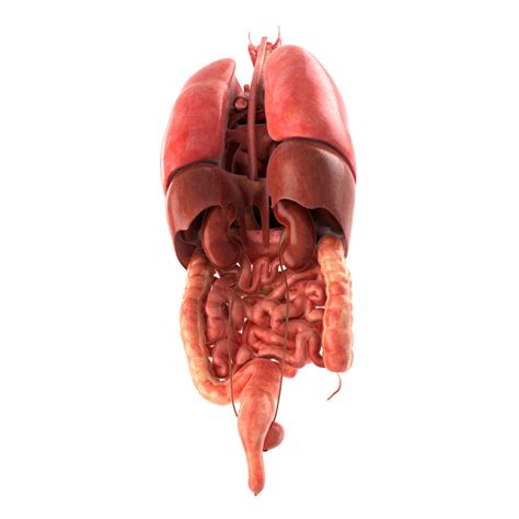 3d Model Human Internal Organs Vr Ar Low Poly Cgtrader