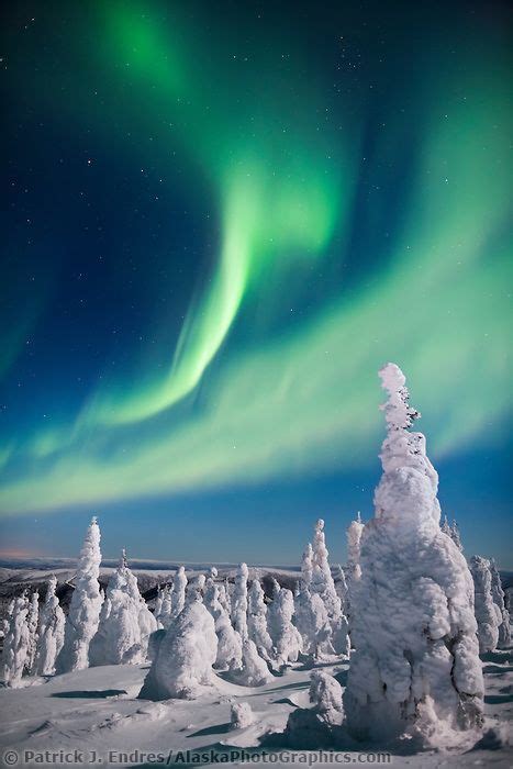 Aurora Over Snow Covered Spruce Trees