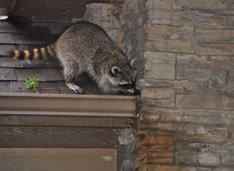 The majority of instances where people will hear scratching noises in the wall or attic will be during the spring period, when the animals such as opossums, raccoons and squirrels are raising their young. What Is Scratching in My Attic During the Day? - Critter ...