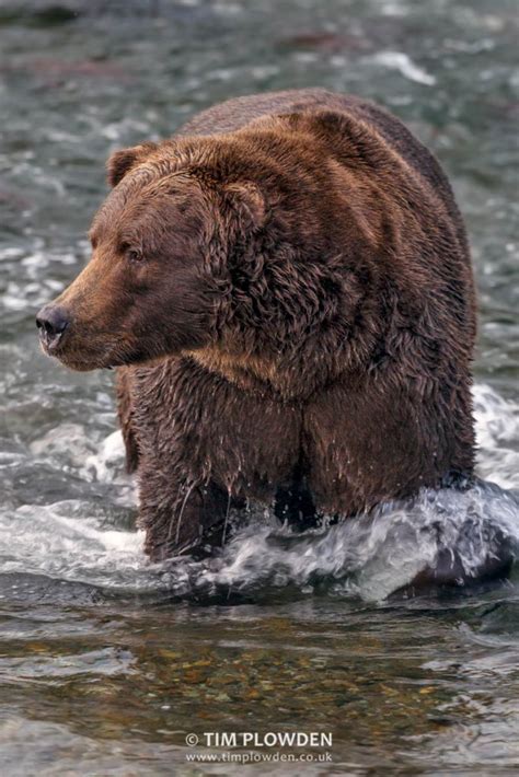 Coastal Brown Bear Alaska Tim Plowden