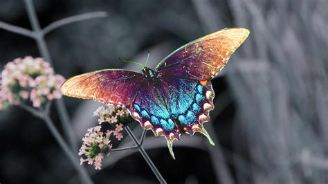 Beautiful Beauty Butterfly Animals Butterflies Hd Desktop Wallpaper