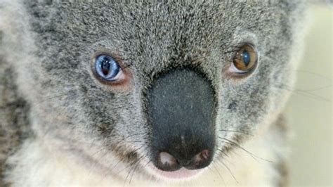 ‘bowie The Koala S Eyes Intrigue Australian Vets