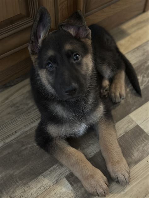 German Shepherd Puppies For Sale Valley View Tx 500618