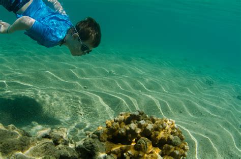 Child Exploring A Coral Reef Stock Photo Download Image Now Istock