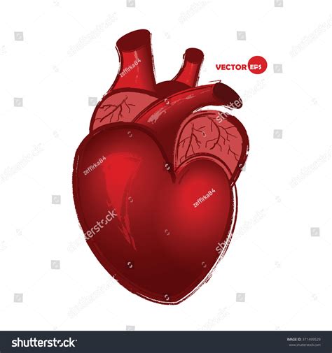 Anatomical Human Heart On White Background Stock Vector