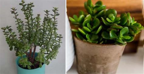 Maybe you would like to learn more about one of these? Money Plant (Jade Plant or Jade Tree): Care, Types, and More
