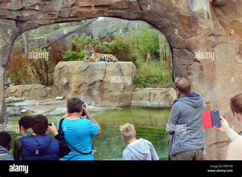 People Taking Photos Of A Sumatran Tiger Panthera Tigris Sumatrae