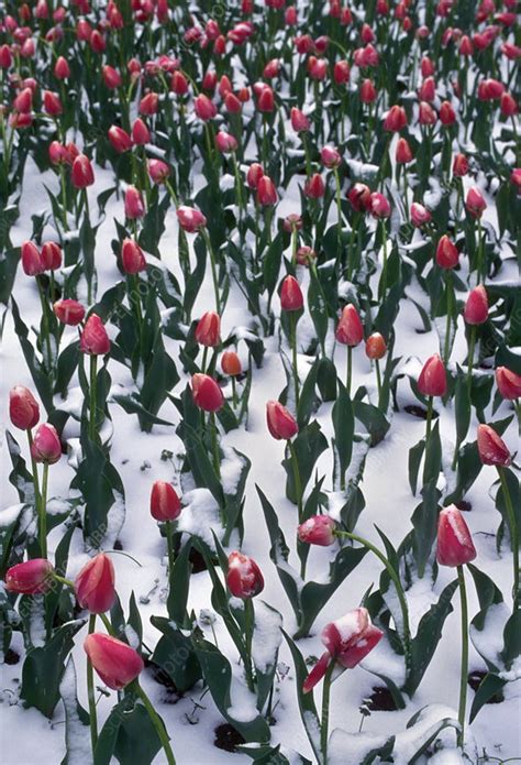 Tulips In Snow Stock Image B5700109 Science Photo Library