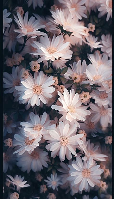 Pin By Gordeeva On Цветочные обои Flowers Photography Wallpaper