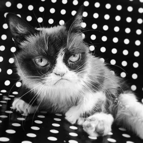A Murit Cea Mai Cunoscută Pisică Din Lume Grumpy Cat Europa Fm