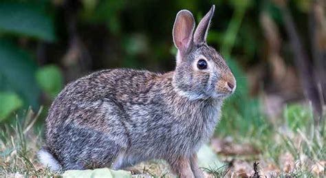 Can Rabbits Drink Milk? (Nutrition, Portion, Risks) – Voyo Pets