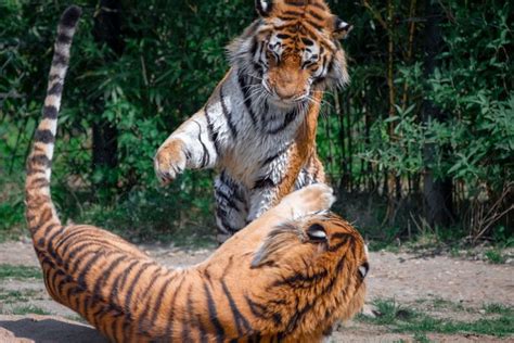 Club tigres femenil | derechos reservados 2017 India duplica su población de tigres antes de la fecha ...