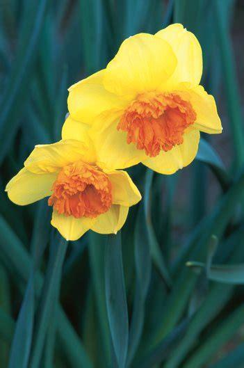 daffodil flowers   grow narcissus bulbs garden design