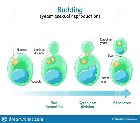 Budding Asexual Reproduction Of Yeast Cell Stock Vector Illustration