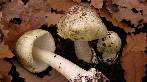 Health Warning On Adelaide Hills Wild Mushrooms Abc News