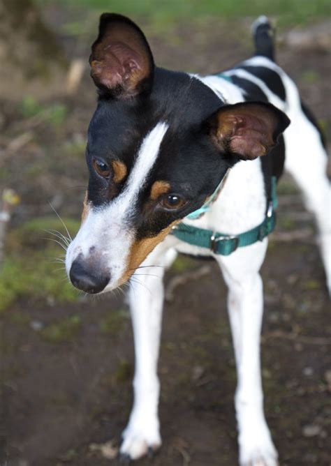 Interesting Facts About Rat Terriers Page Of PetPress