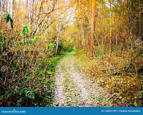 Autumnal Forest Road Stock Photo Image Of Yellowed 128693190