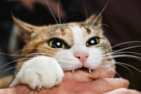 Cats Bite  Cats Bite Shocked S Entdecken Und Teilen Sexiezpix