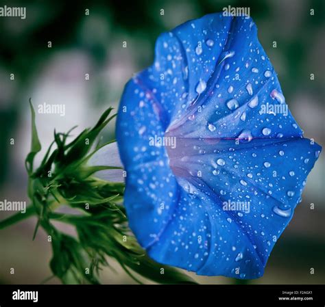 Blue Morning Glory Flower With Morning Dew Extreme Closeup Stock Photo