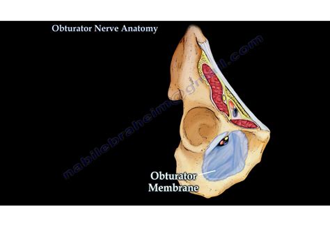 The Obturator Nerve —