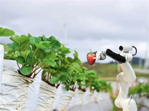 Lettuce Picking Robots Are Transforming Farming On A Hands Free Farm