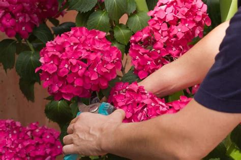 How To Care For Hydrangea Plants And Bushes Tips For Gorgeous