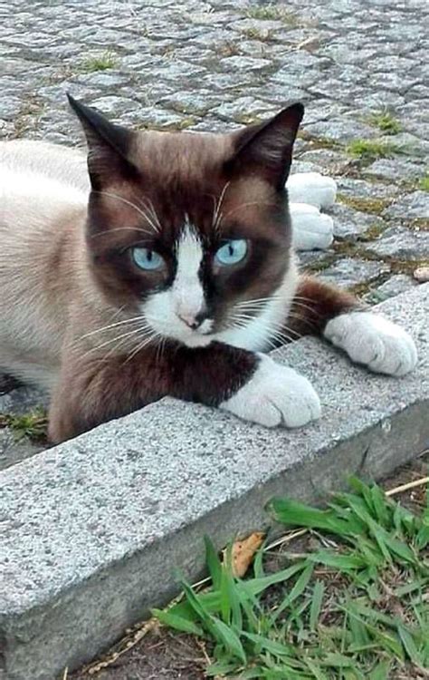 Have You Ever Seen A Cat Like This Its A Snowshoe Cat A Rare Breed