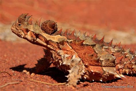 Top 10 Thorny Devil Facts A Very Spiky Lizard From Australia