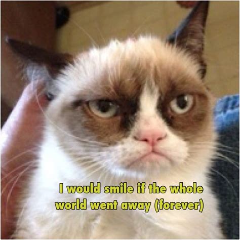701 Best Life Is Good Not Tard The Grumpy Cat Images On Pinterest