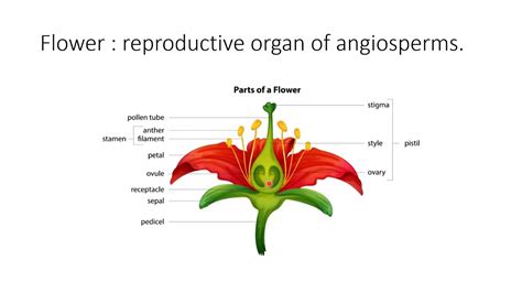 Flower Reproductive Organ Of Angiosperms Youtube