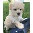 Maltipoo Puppies For Sale  Dallas TX 249102 Petzlover